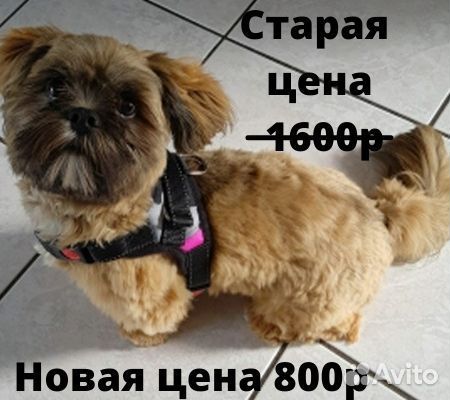 Шлейки,нашивки,ошейник новые размеры от mini до ma