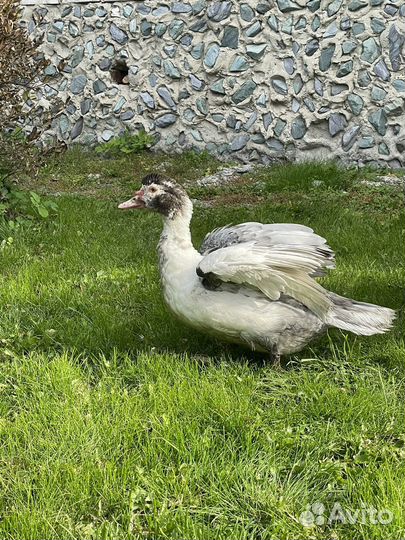 Селезни и уточки индоуток