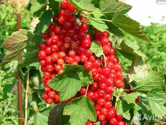 Смородина черная,красная,белая, крыжовник саженцы