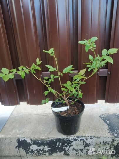 Голубика саженцы зкс