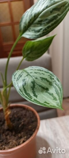 Аглаонема Сильвер Квин