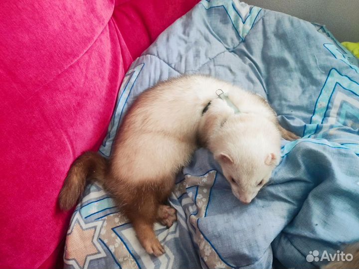 Белый хорек