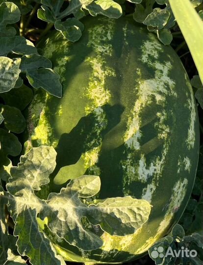 Арбузы дини