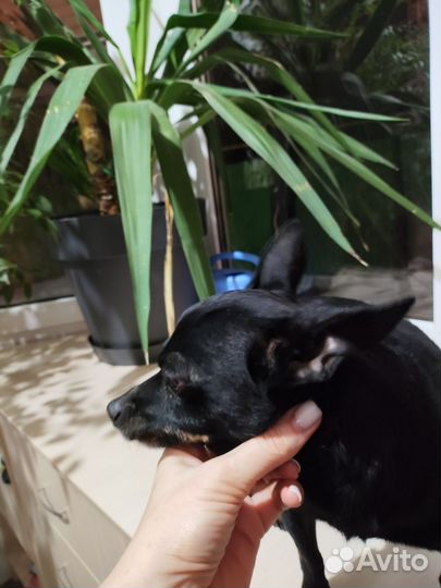 Найдена собака