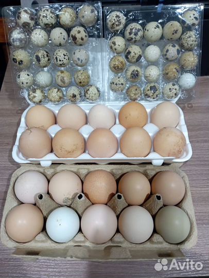 Яйца перепелиные, куриные от домашней птицы