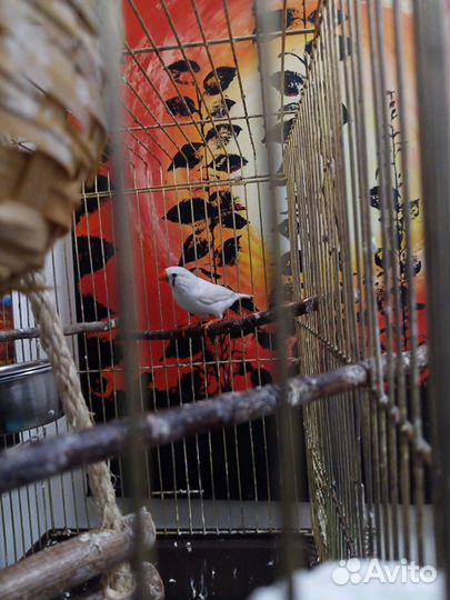 Продам амадину