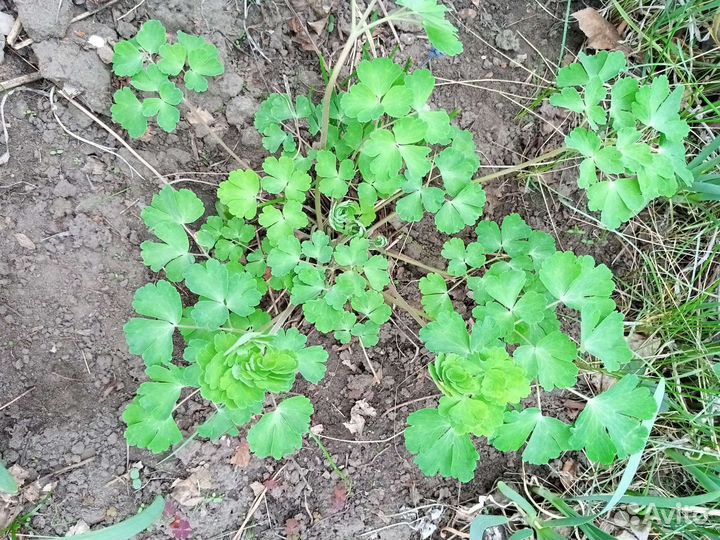 Мускари, аквилегия, папоротник, незабудка