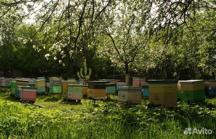 2023 года Мёд натуральный опт