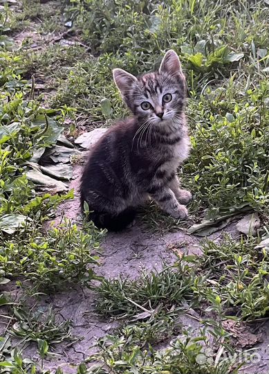 Котята крысоловы отдам в добрые руки