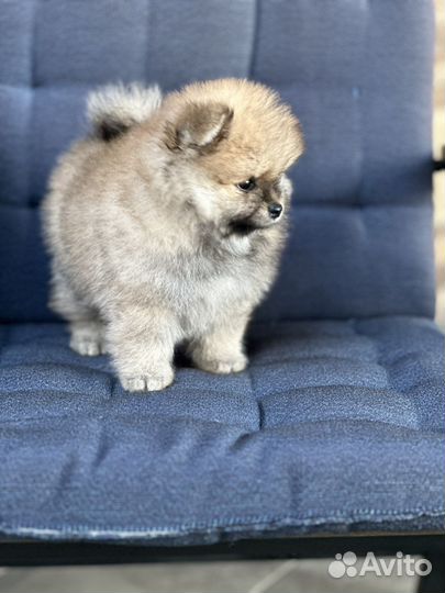 Щенки померанского шпица