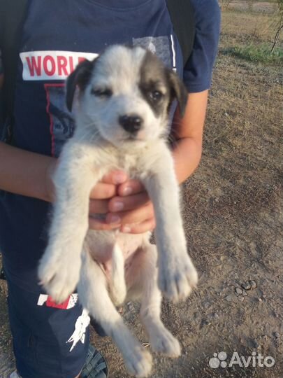 Милые щеночки