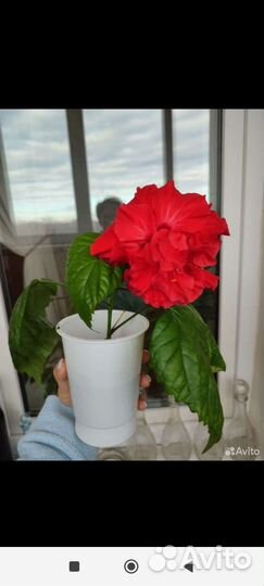 Гибискус китайская роза