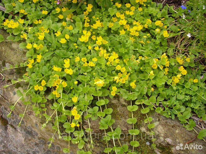 Вербейник монетчатый саженцы