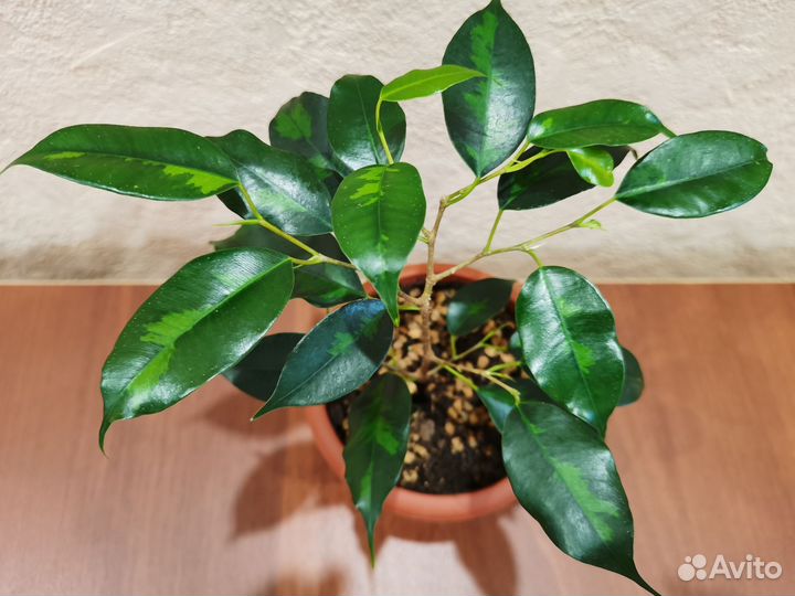 Сортовые фикусы