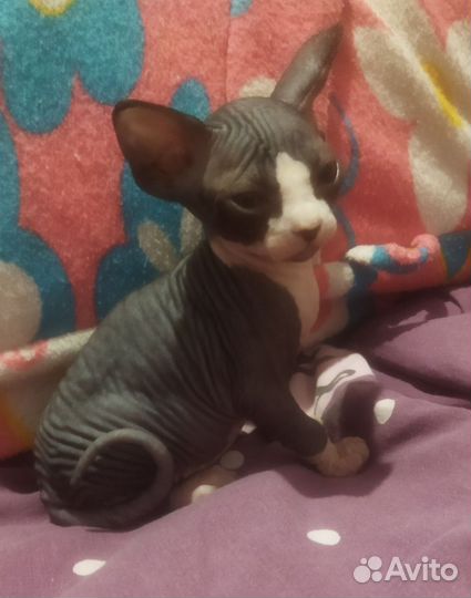 Канадский сфинкс