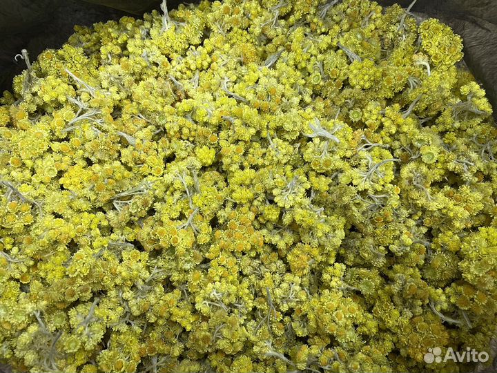 Цветы бессмертника песчаного