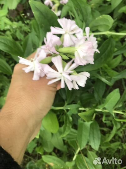 Растения для сада