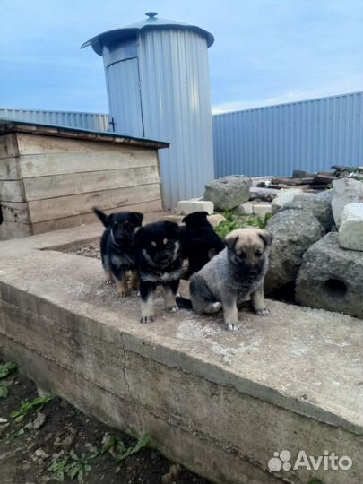 Щенки метисы