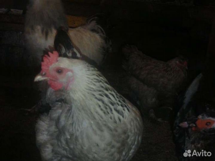 Куры несушки