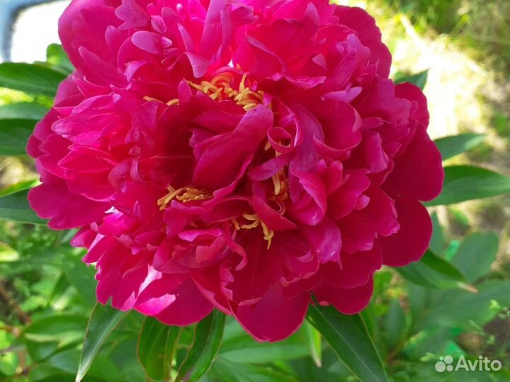 Пионы сортовые делёнки и кусты