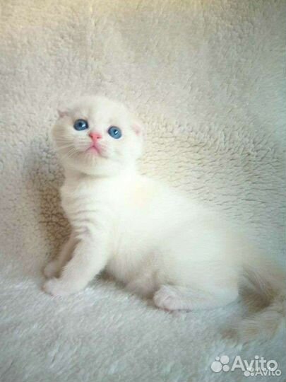 Шикарный домоправитель