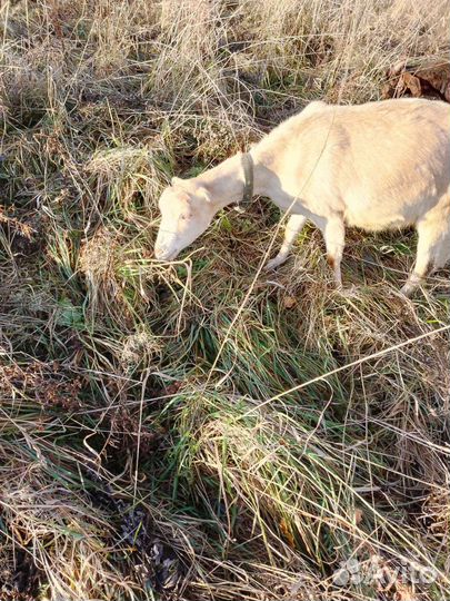 Козы, телята