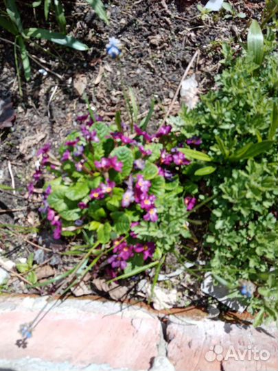 Многолетники