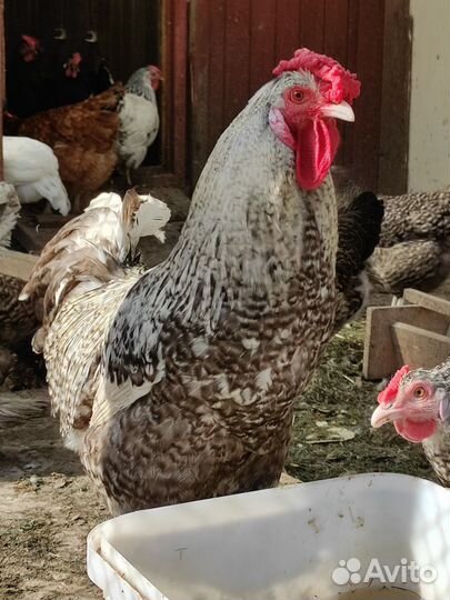 Петух молодой