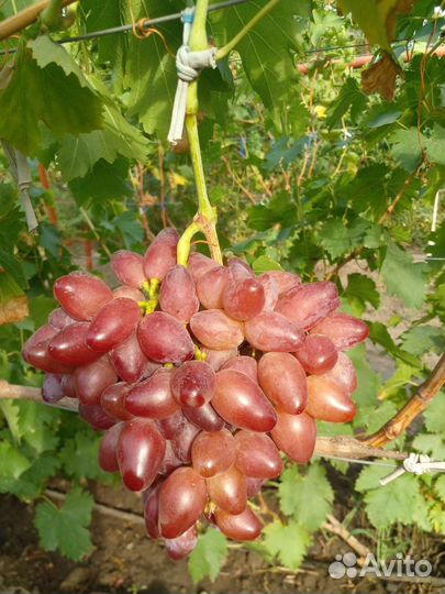 Черенки винограда