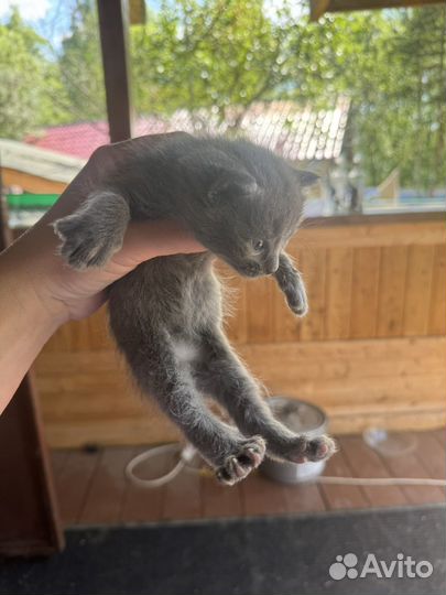 Домашние