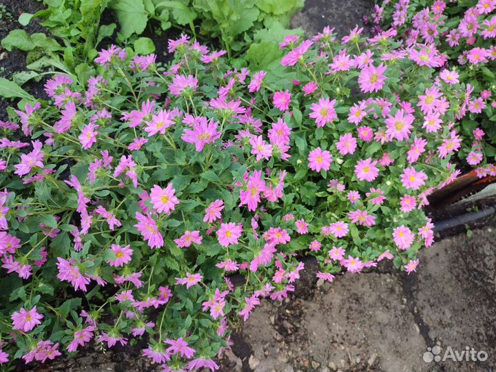 Астры бордюрные(альпийские),многолетние