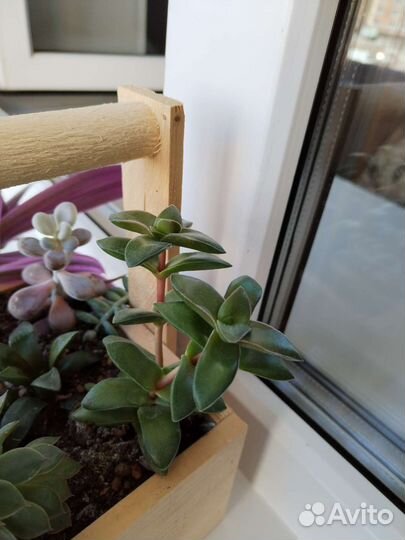 Суккуленты