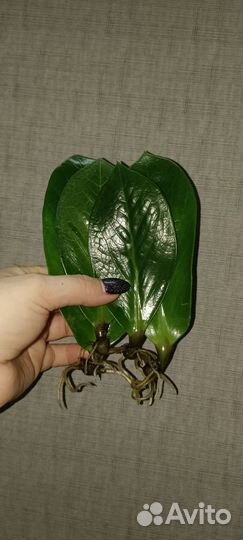 Замиакулькус укорененный