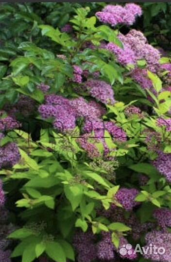 Садовый кустарник