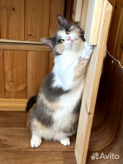 Кошка Мафия