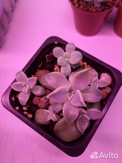 Суккуленты и кактусы