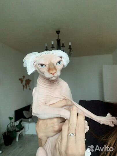 Передержка кошек и маленьких собак