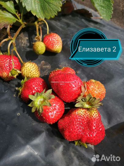 Рассада клубники