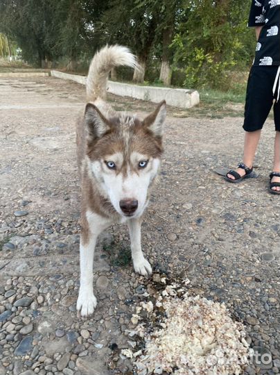 Сибирский хаски