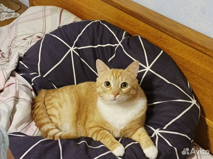 Кот Мурзик
