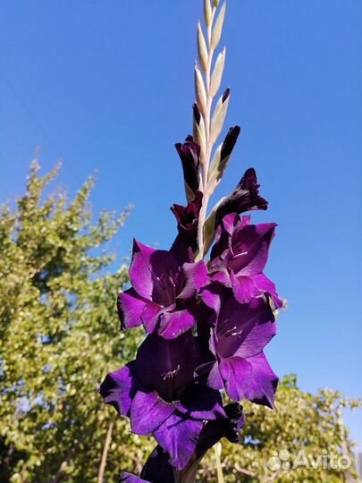 Луковицы лилий и гладиолусов