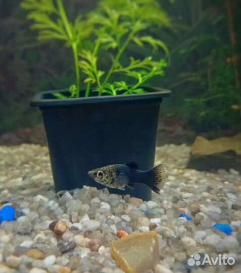 Данио Гло, Моллинезии