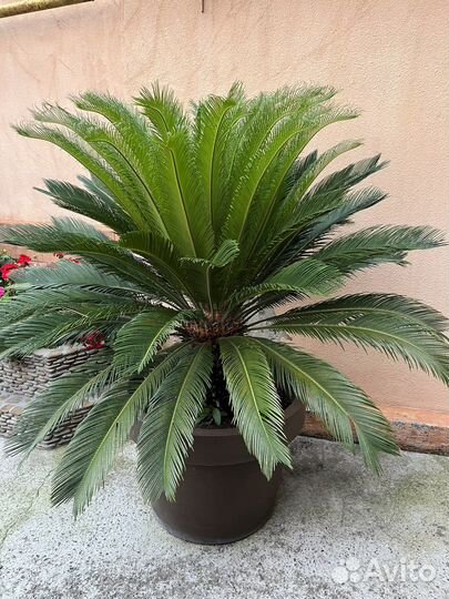 Саговая пальма