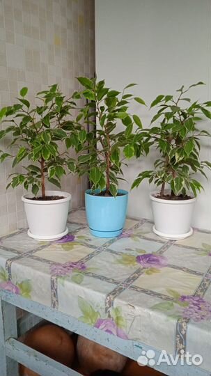 Фикус бенджамина