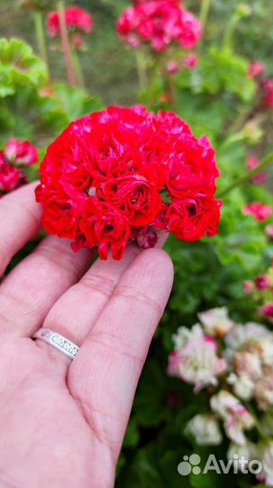 Пеларгония герань сортовая укорененные