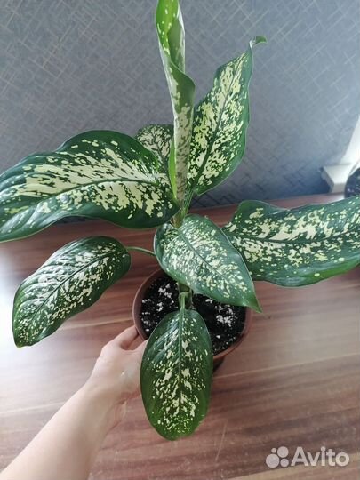 Диффенбахия