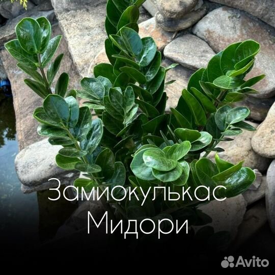 Замиокулькас Мидори