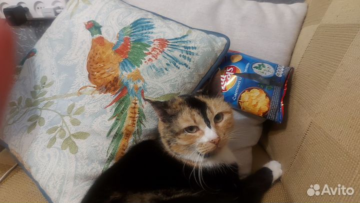 Милая кошечка