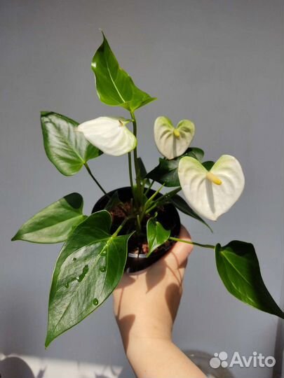 Антуриум Намора