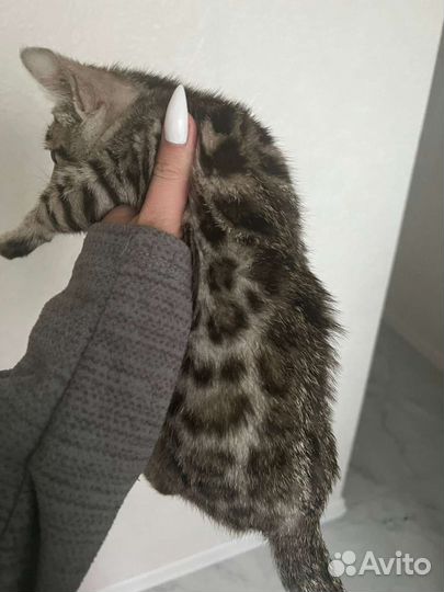 Бенгальская кошка